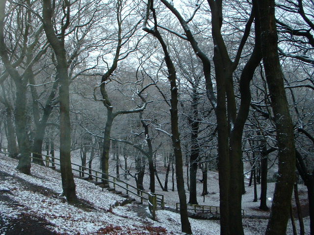 snow and trees on the side of the road