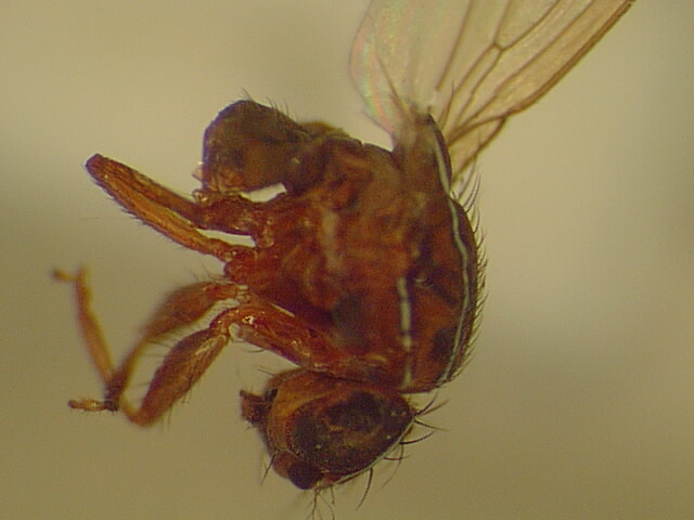 a close up of a fly sitting in front of the camera