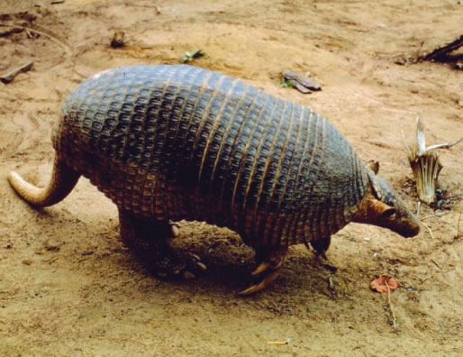 an armadile is running on the ground
