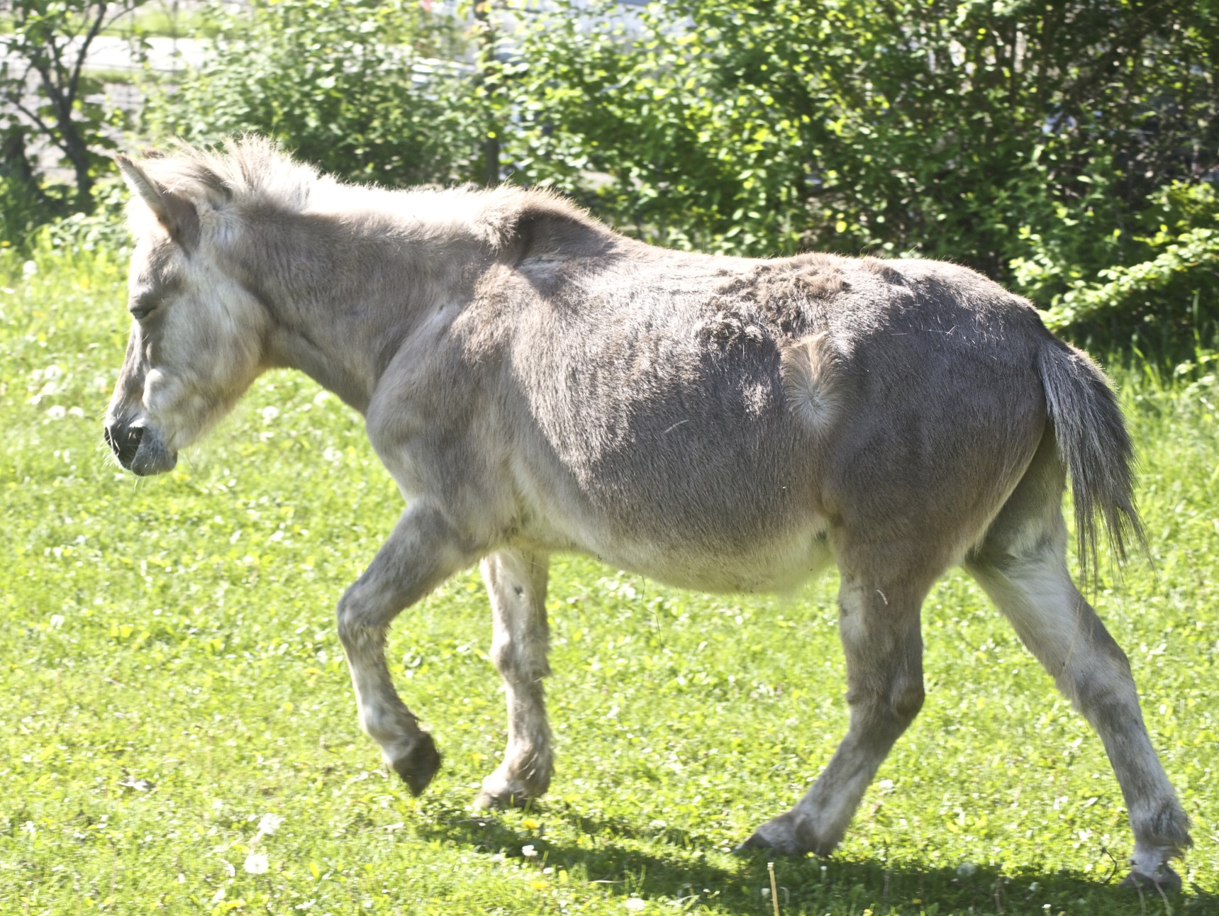 a small horse running in the grass in the sunlight