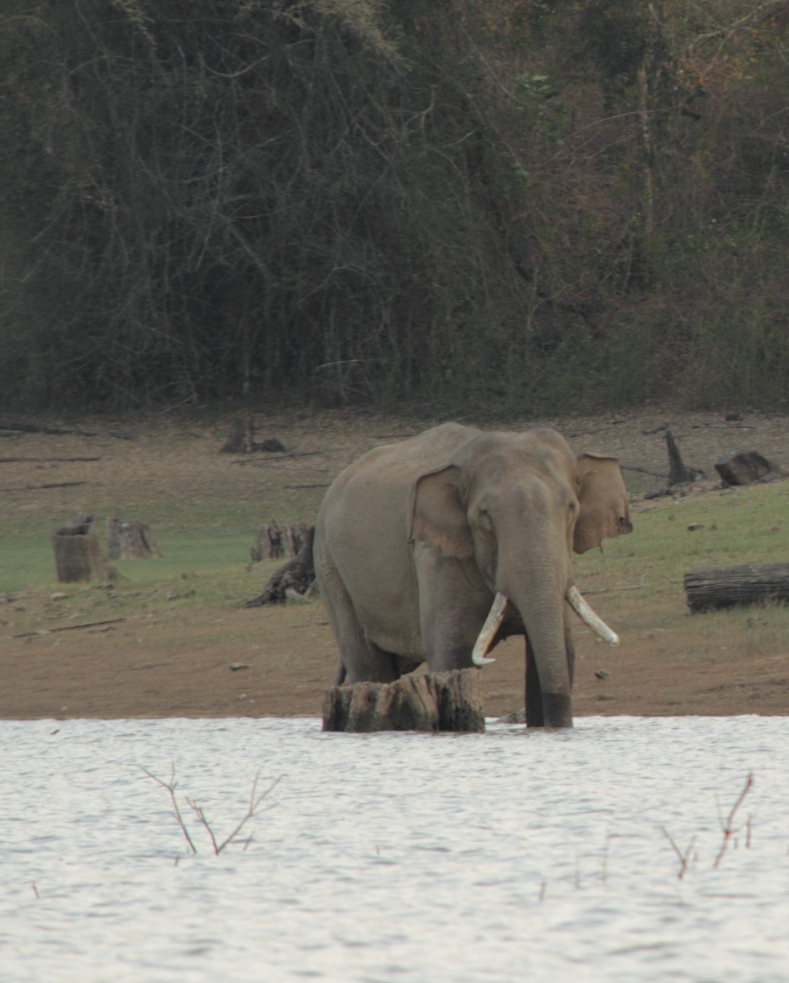 an elephant standing on top of a sandy beach near a lake