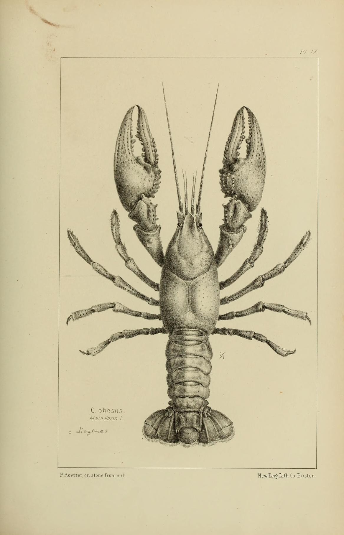 a black and white drawing of a lobster