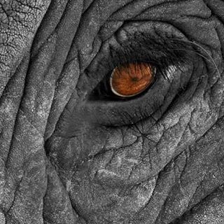 the close up of an elephant's eye, its eye has very big brown eyes