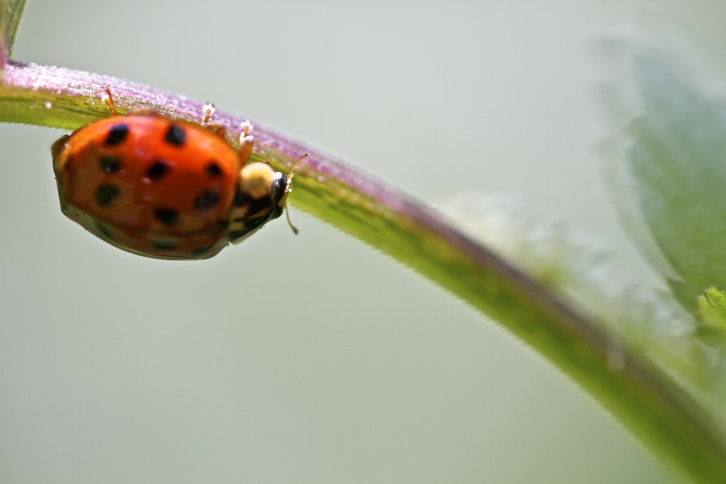 a ladybug rests on top of a green leaf