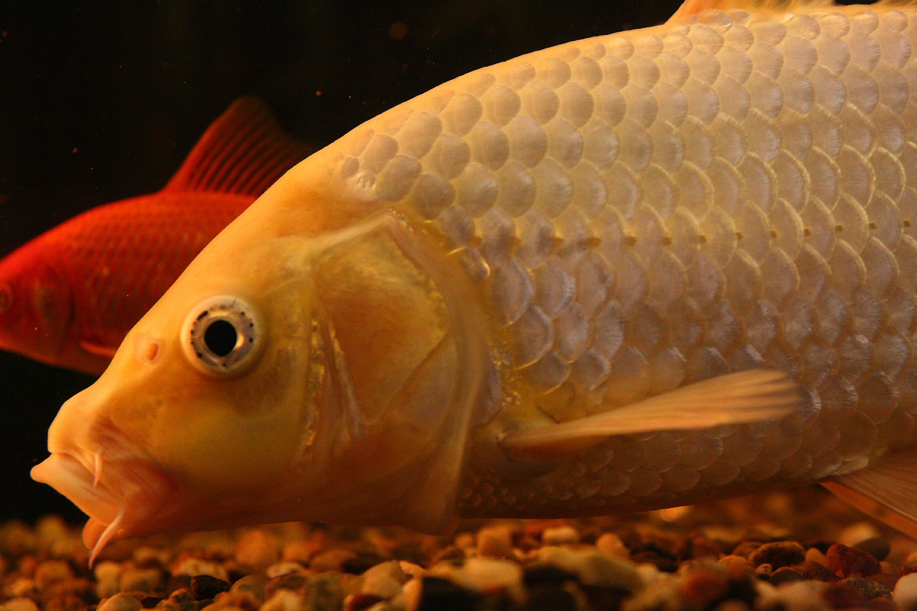 closeup view of goldfish with red and white ones on a dark background