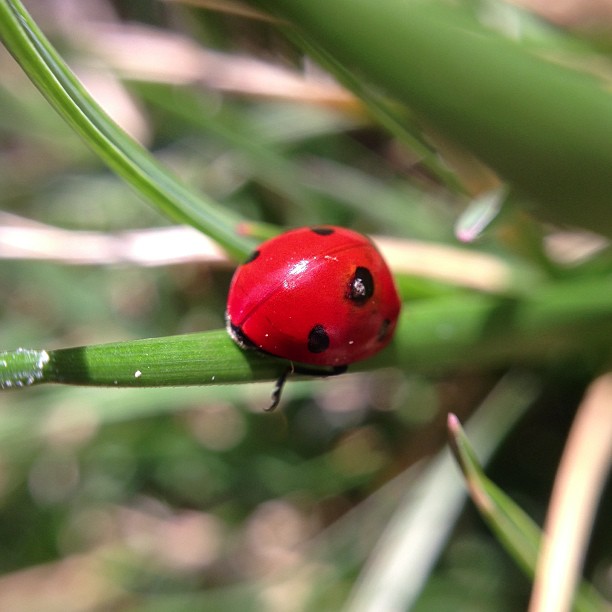 a lady bug resting on some green leaves