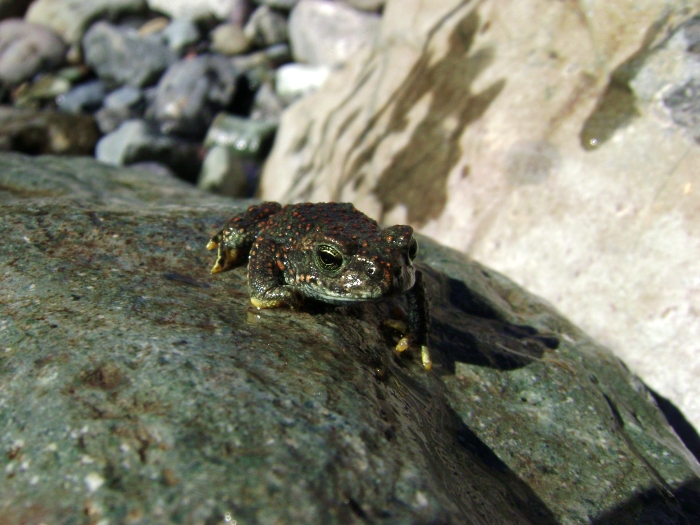 a lizard is sitting on a rock by himself