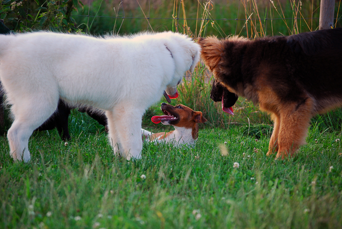 two dogs sniffing at each other while on the grass