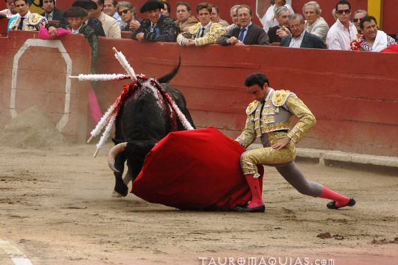 a bull that is laying down on the ground