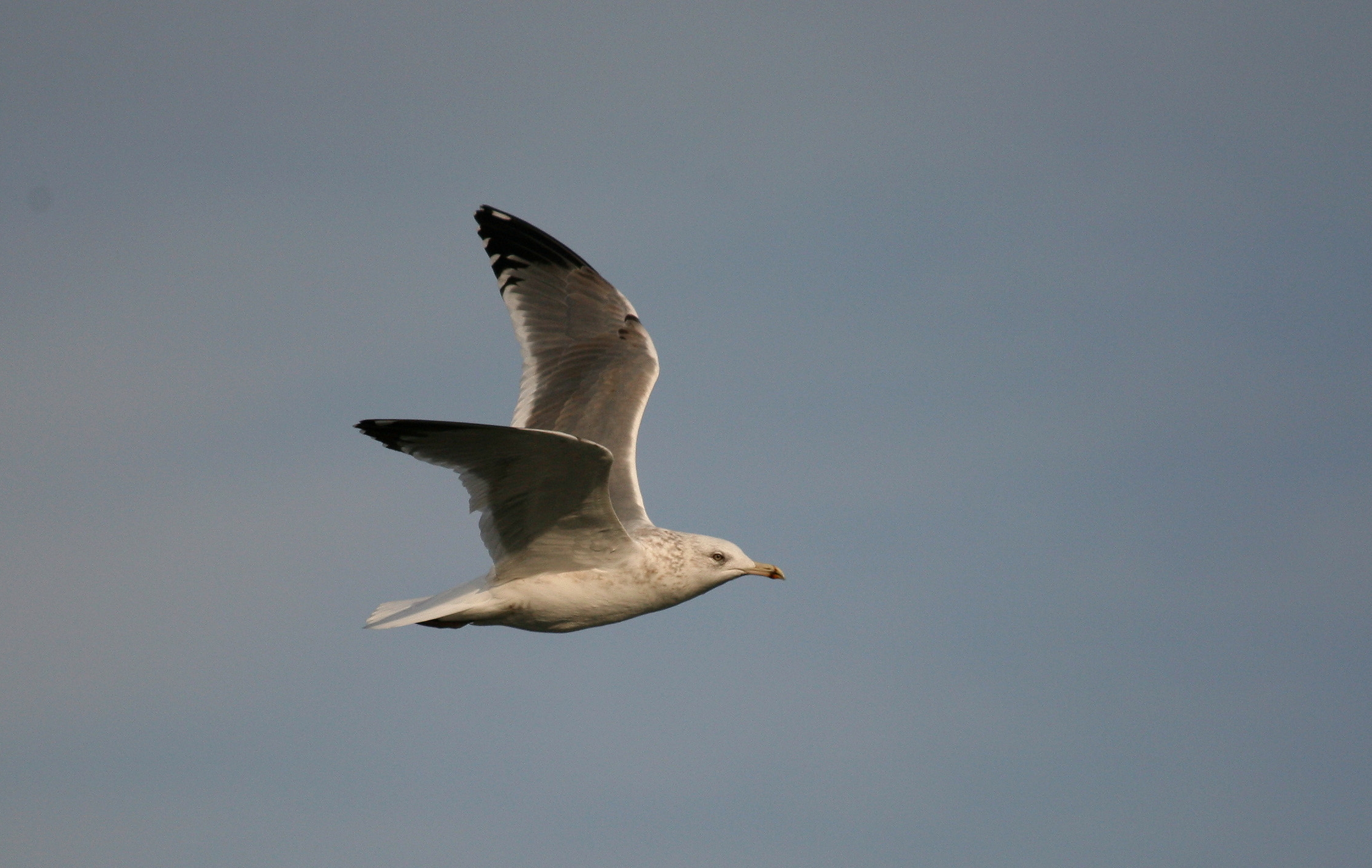 a small white bird flying through the air