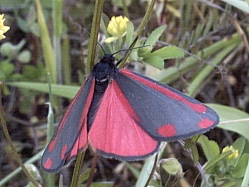 a moth on a flower in the grass