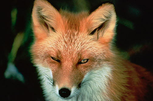 the eyes of this red fox look as though they are staring into the distance
