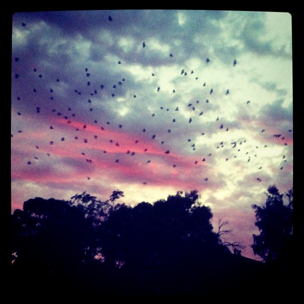 a flock of birds flying over trees with sunset