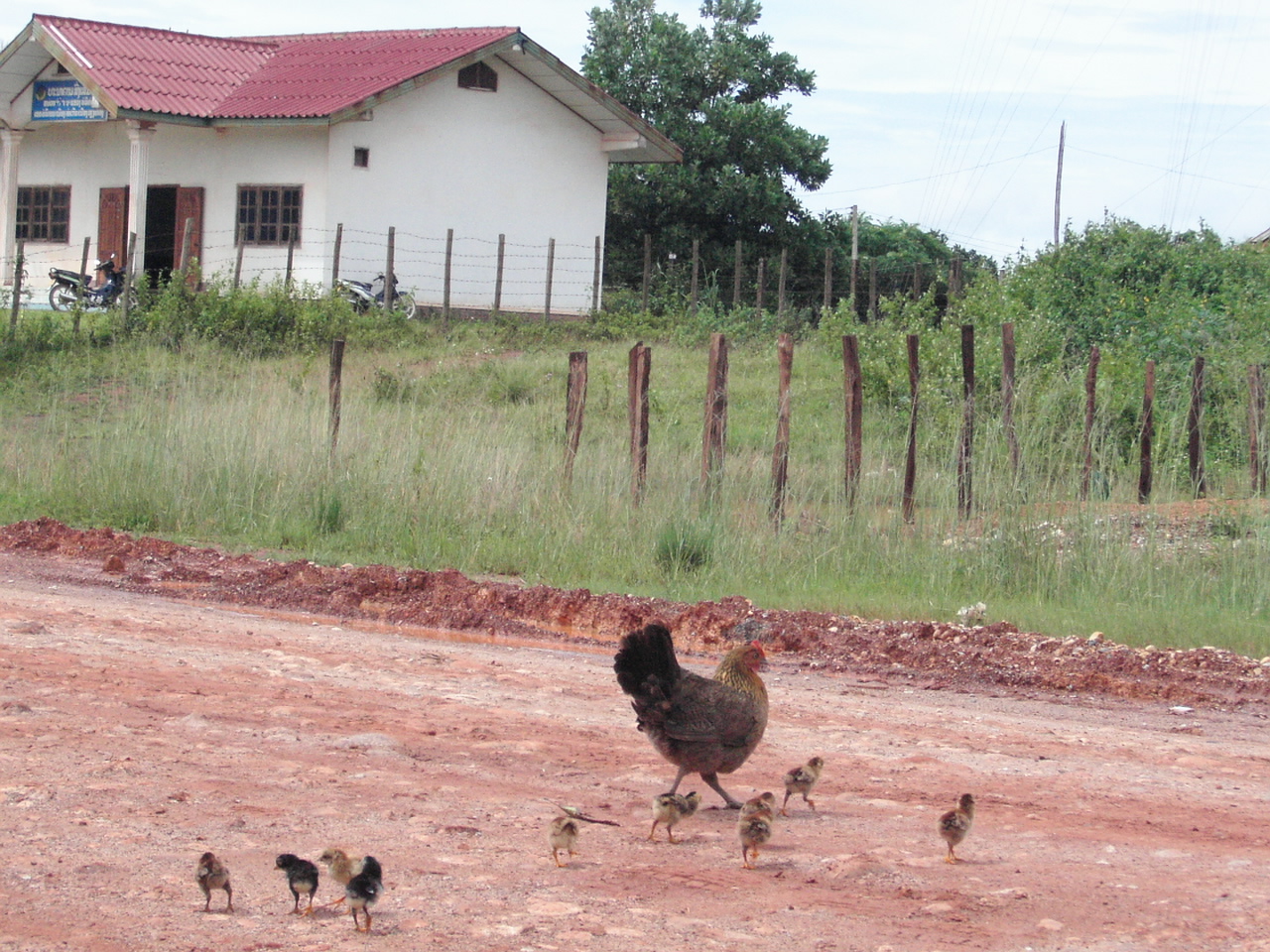 a big and small flock of ducks walking near a house