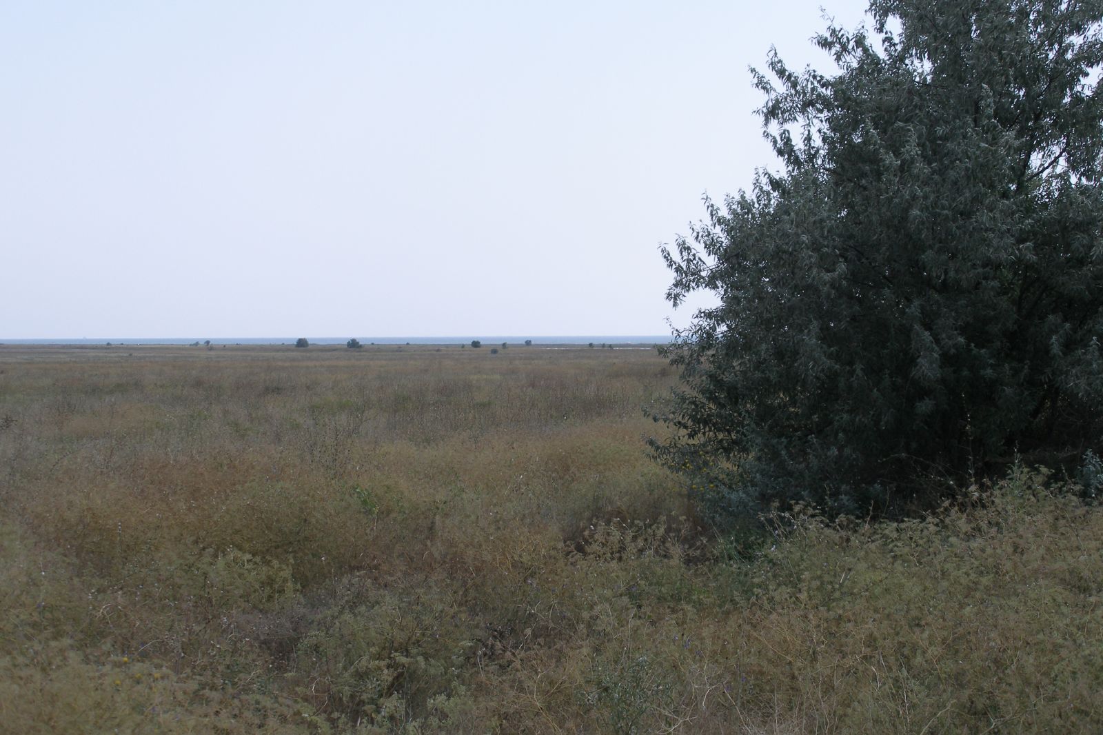 the vast expanse of land around the area where the animals are walking