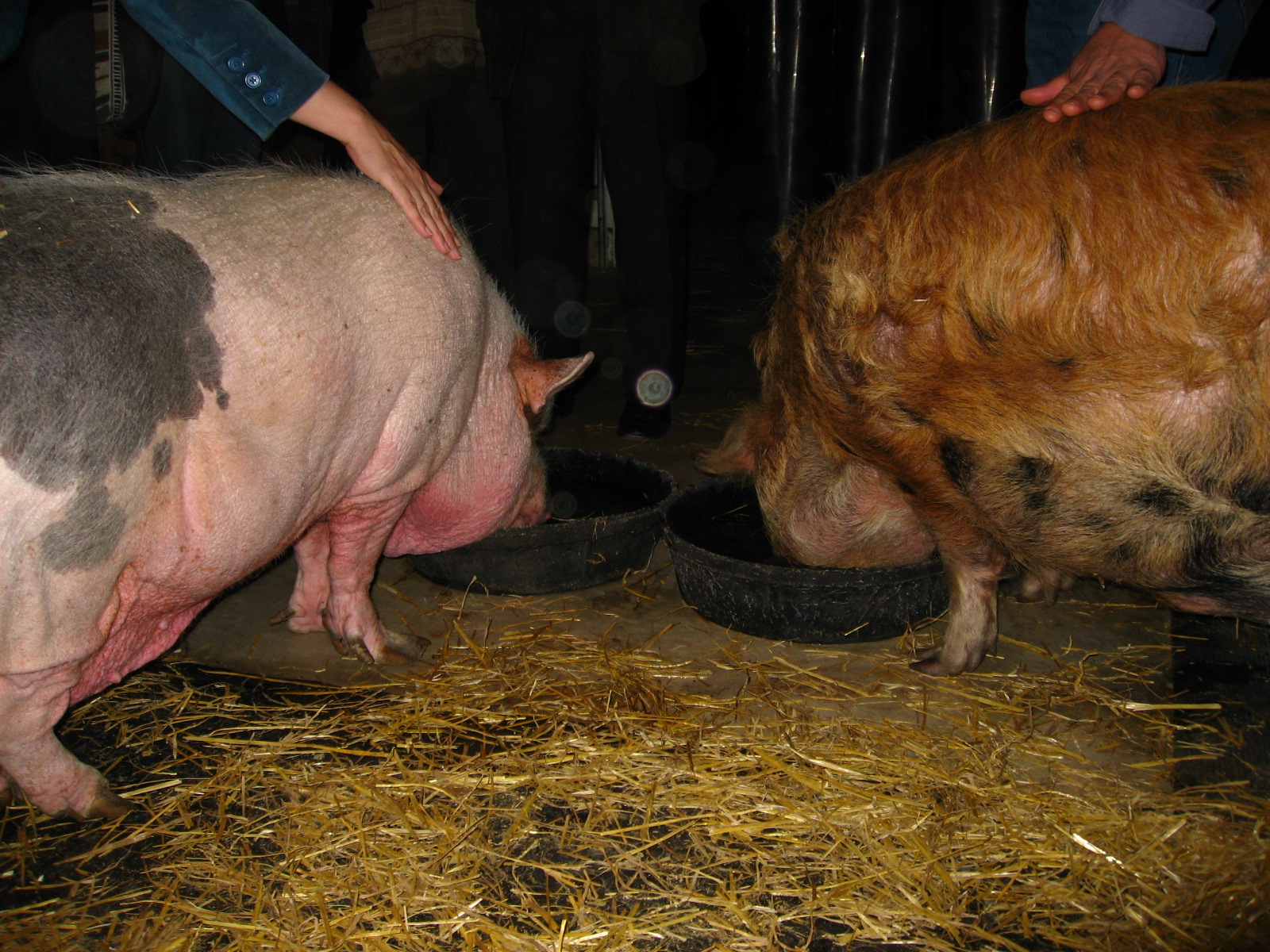 pig is drinking water from a pond at a farm