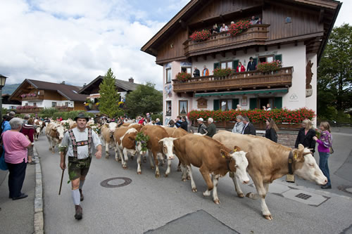 several cows walking in the middle of the street