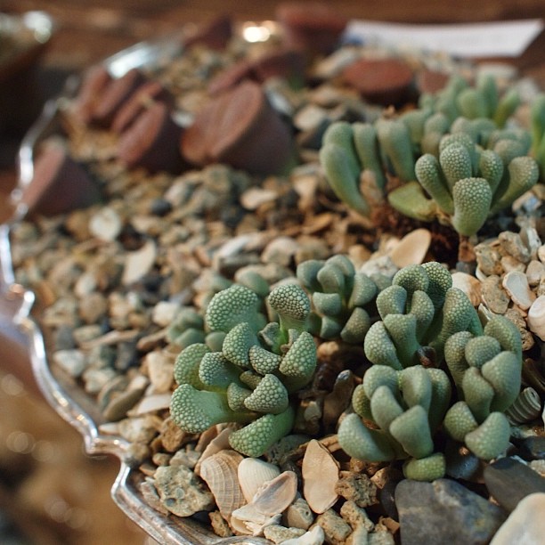 small green plants sitting on the rocks outside