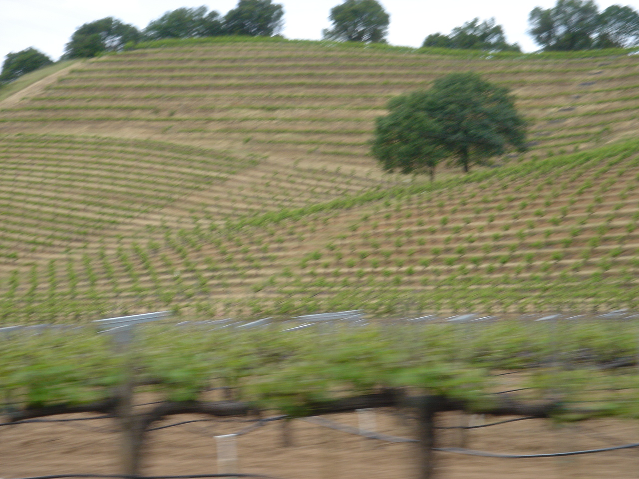 there are many trees and plants on the side of the hill