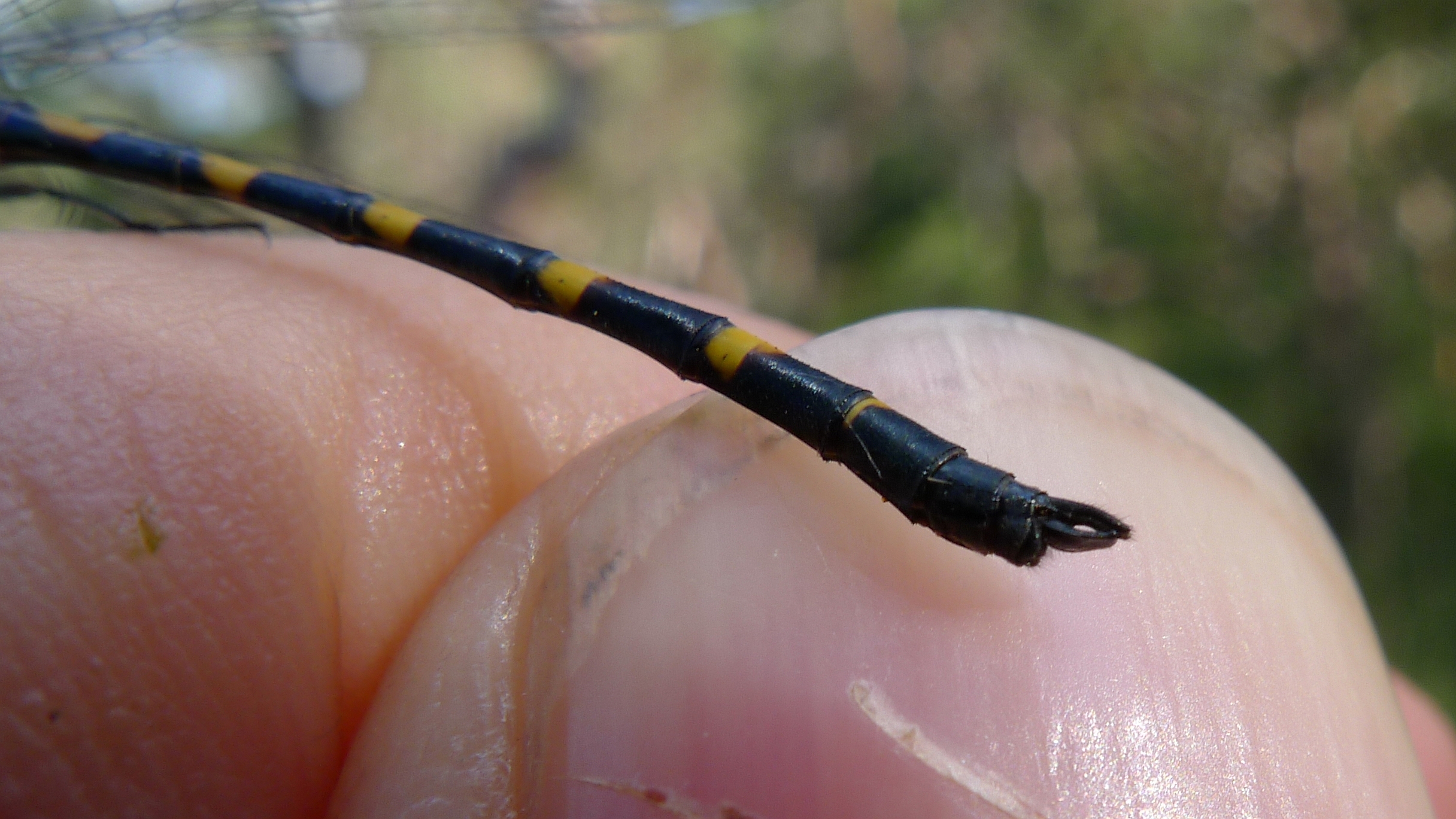 a tiny caterpillar crawling on the fingers of someone