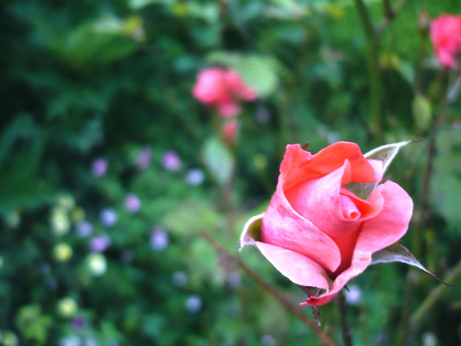 a rose is shown in this po with other pink flowers