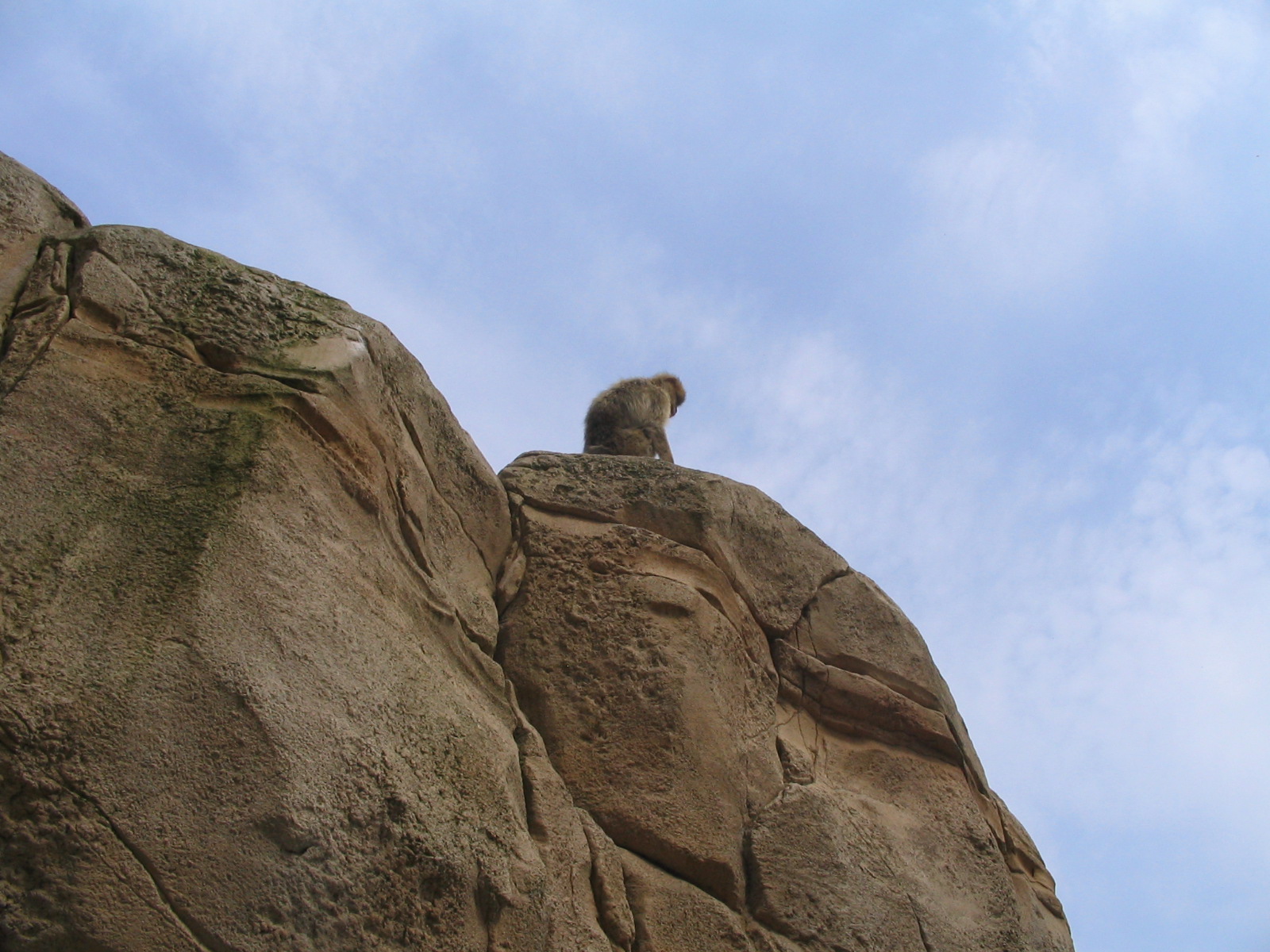 the monkeys are sitting on the top of a large rock