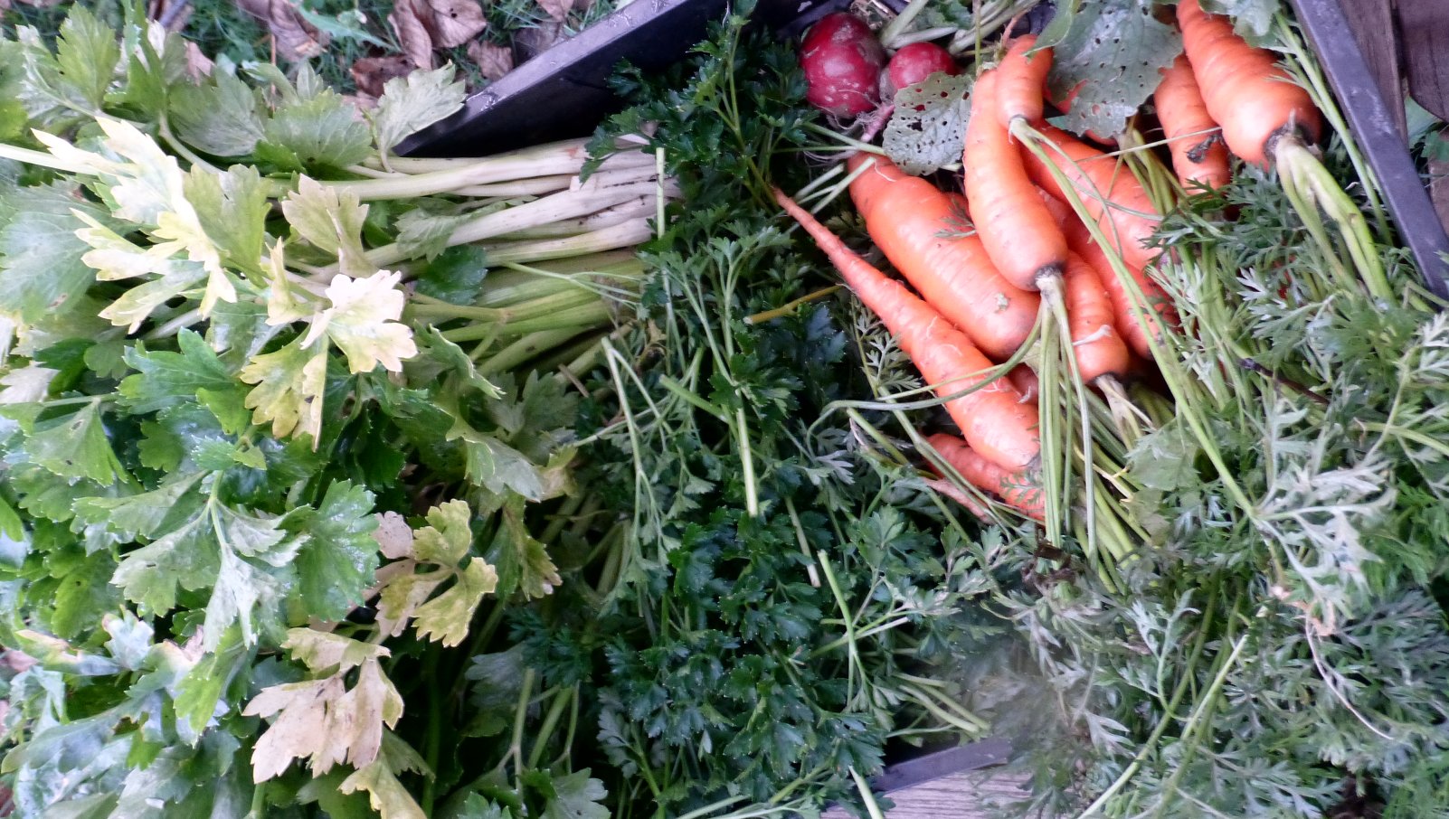 carrots and radishes are shown together in a vegetable garden