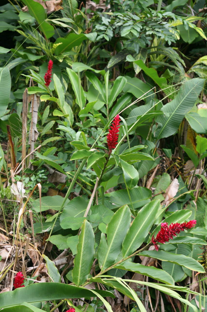 a red plant in some thick green leaves