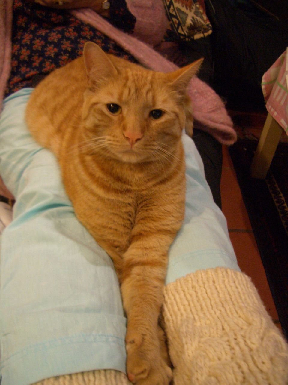 an orange cat laying on top of someone's legs