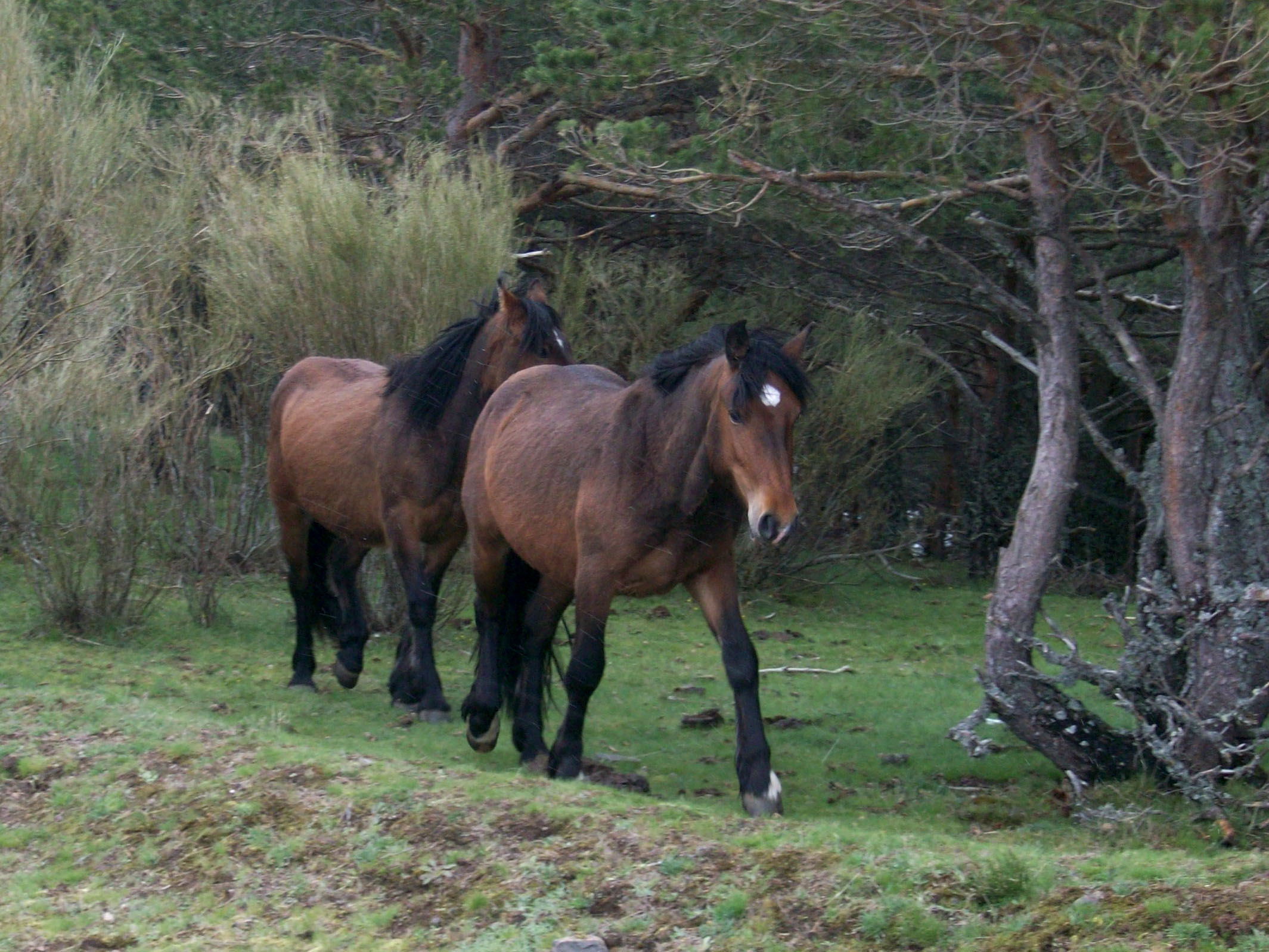 two horses walking through the woods near some trees