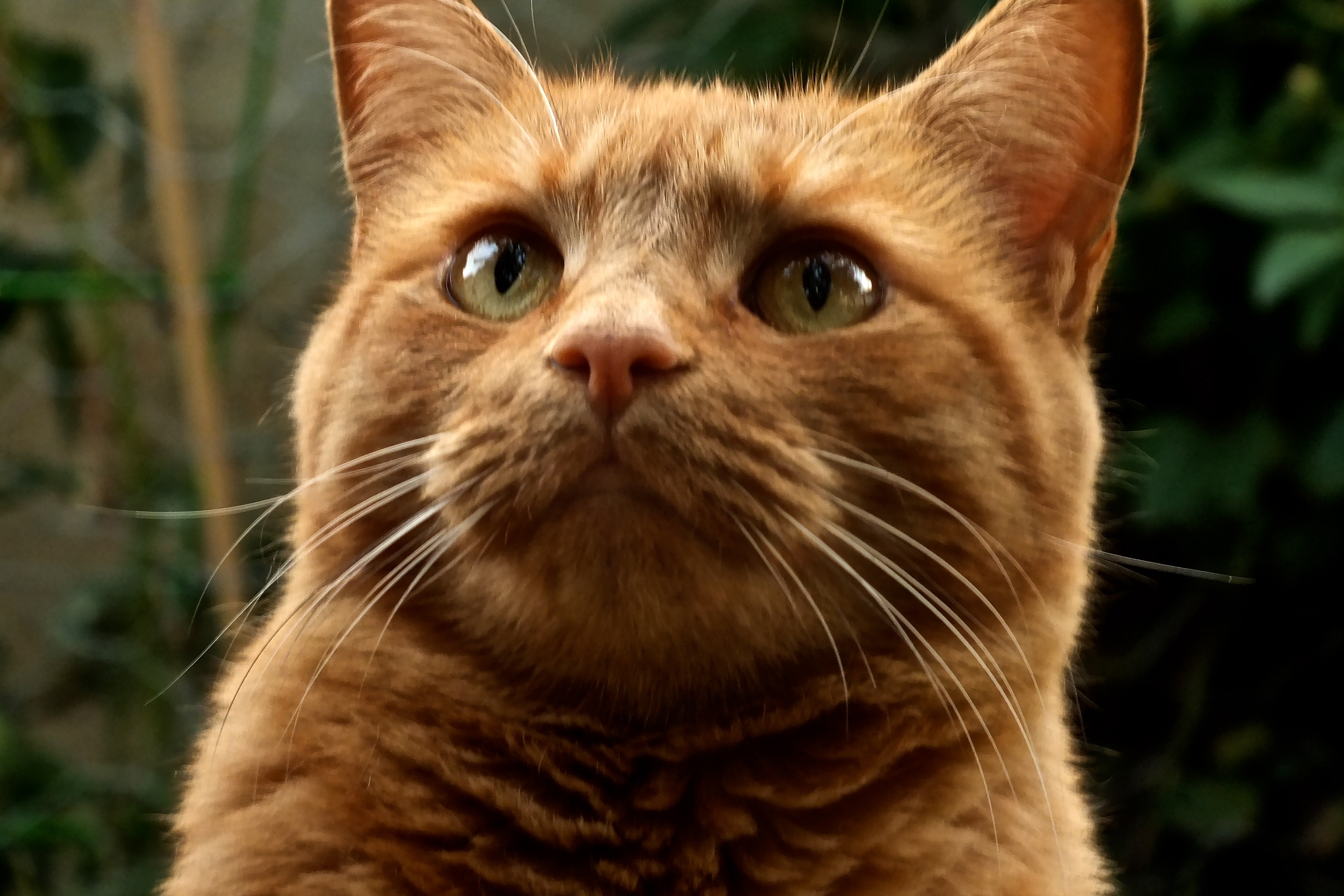 a close up of an orange cat looking straight ahead