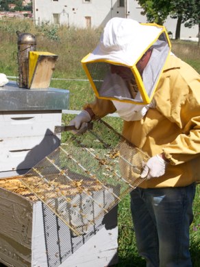 person in yellow jacket and bee keeper on field with bees