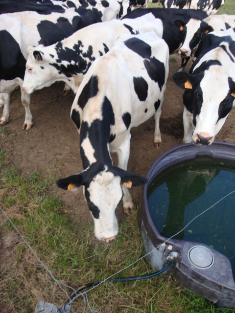 a group of black and white cows drinking water from a bucket