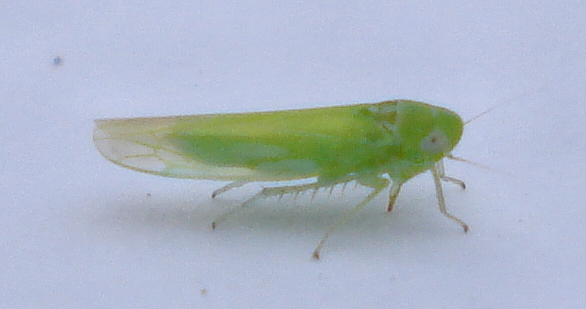the green insect is sitting on a white surface