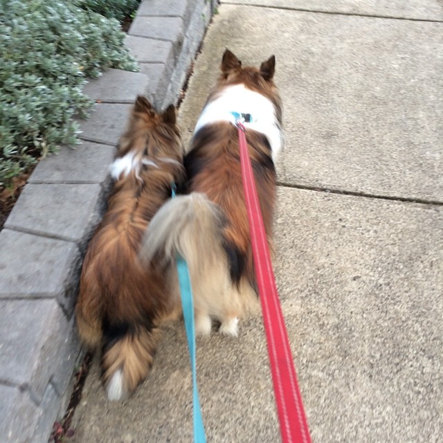 two dogs walking down the sidewalk with leashes