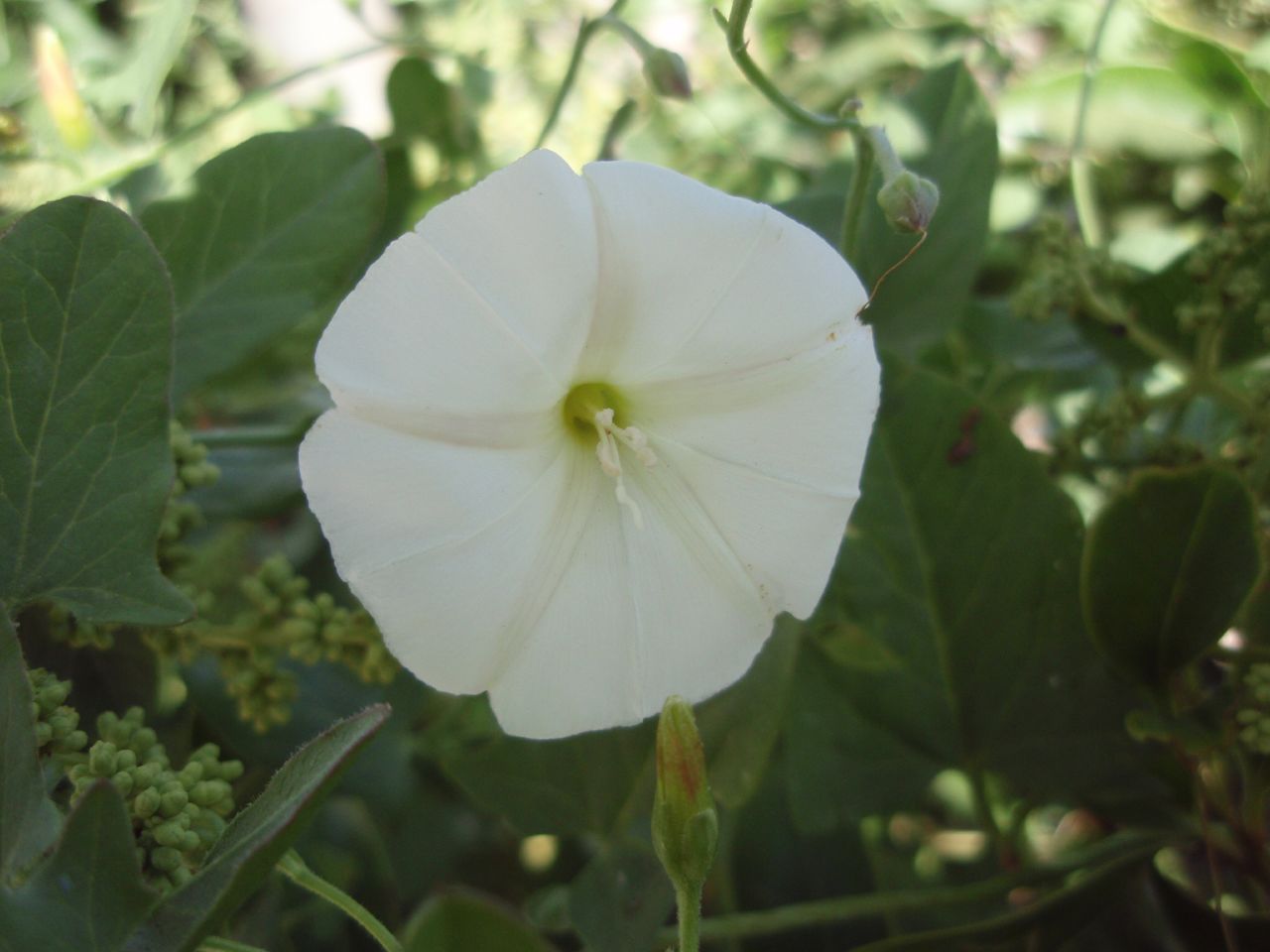the large flower is standing alone among the green leaves