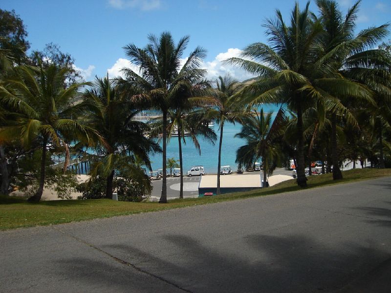 some palm trees on a road and some water