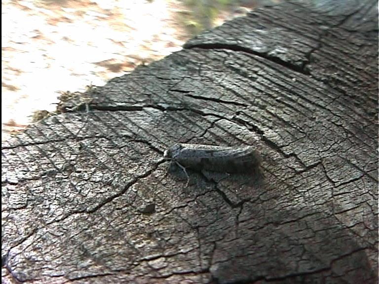 a large insect is sitting on a piece of wood