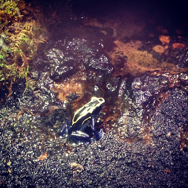 a white and yellow frog sitting on top of rocks