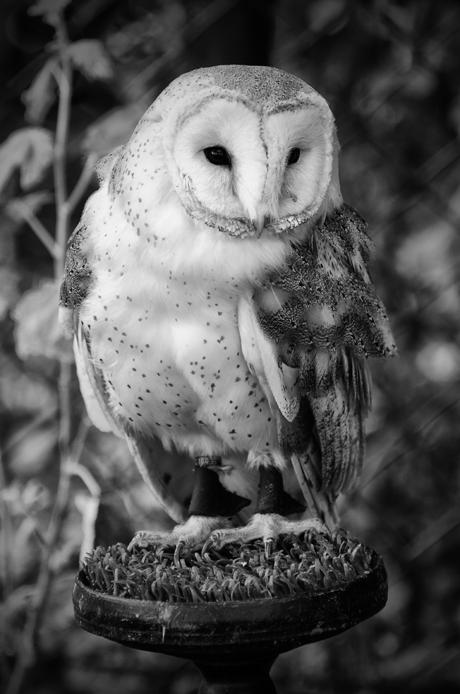 an owl sitting on top of a table