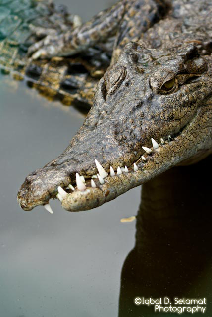 a crocodile head is shown in a body of water