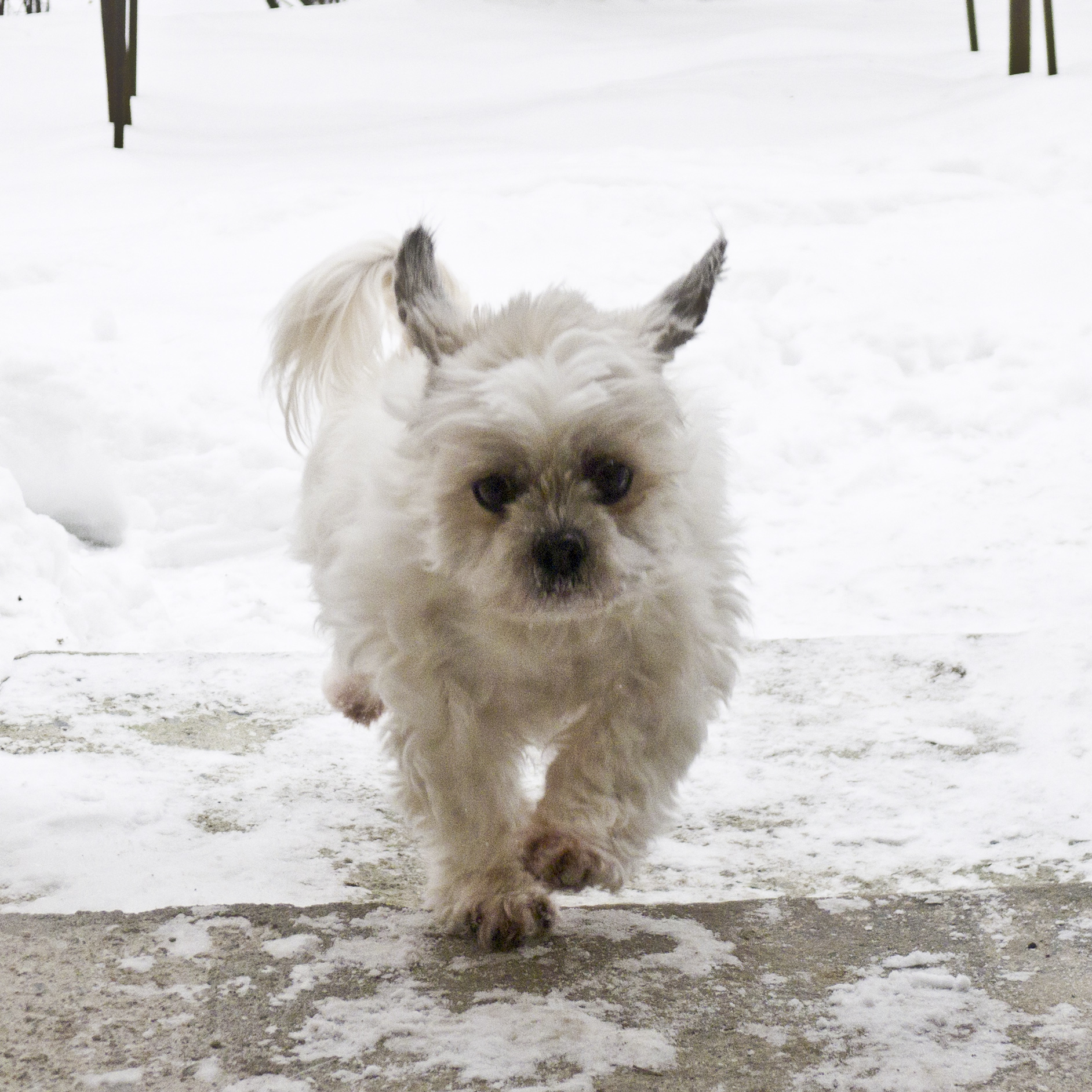 a little furry dog running in the snow