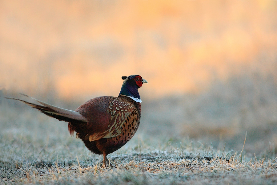 a bird standing on top of dry grass