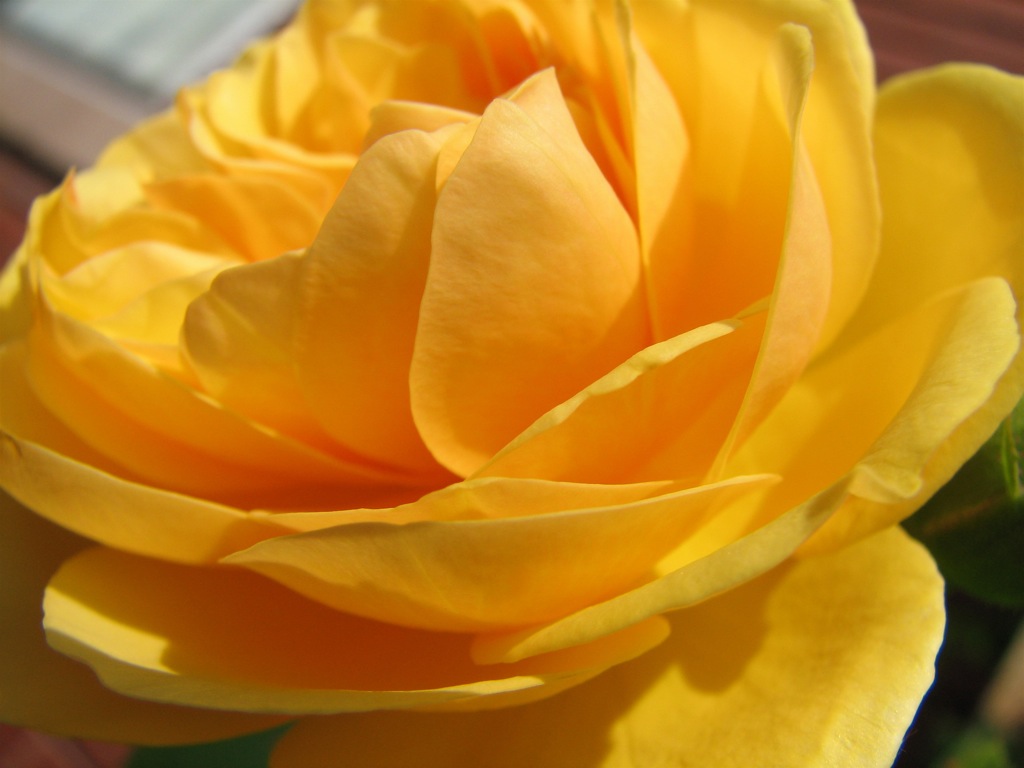 a close - up of a yellow rose that is still blooming