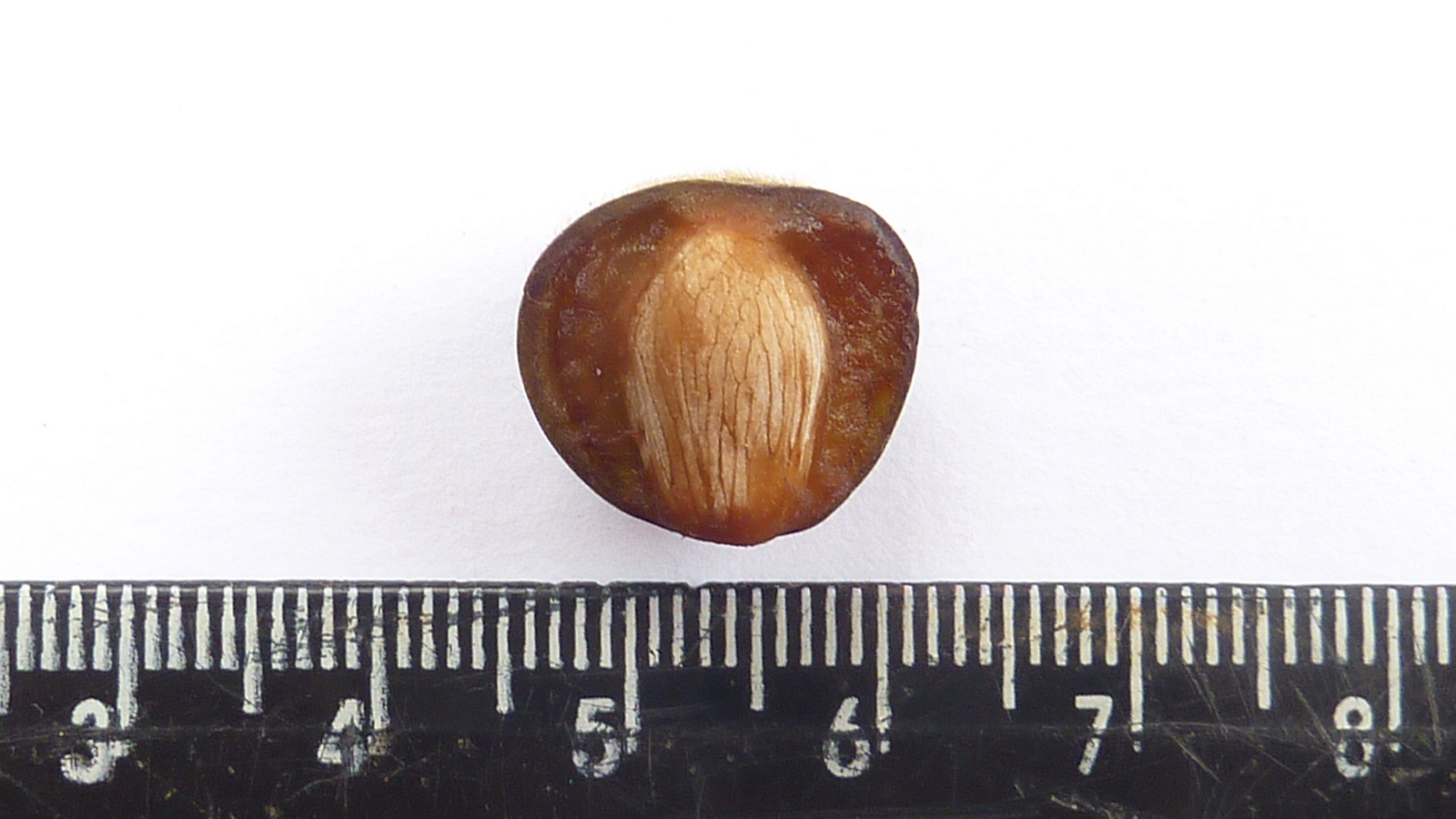 a nut next to a ruler showing the size