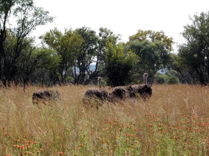 a couple of animals that are in the grass