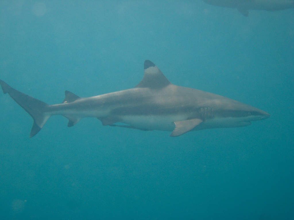 two great white sharks swim in clear waters