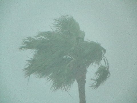 a palm tree blowing in the wind on a snowy day