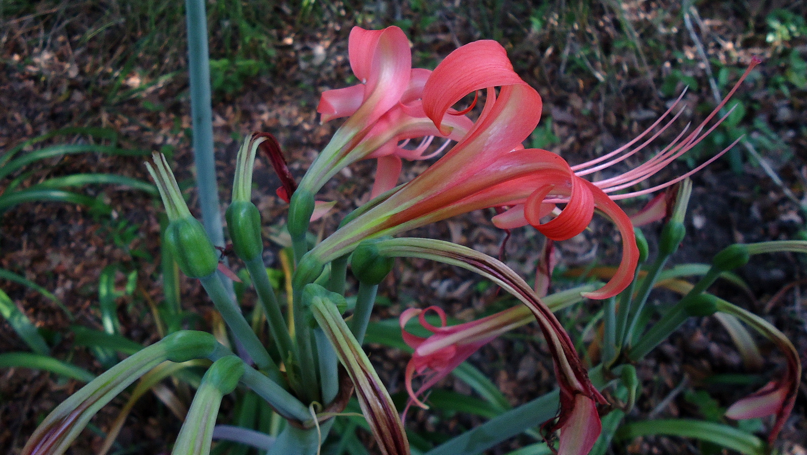 some red and pink flowers outside next to trees