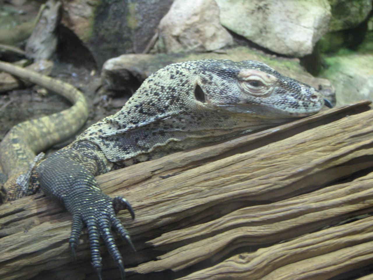 an adult lizard in a zoo setting looks on
